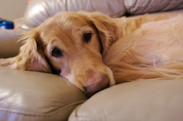 Мязові судоми у собак дрібних і великих порід: причини і лікування