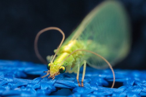 Златоглазка в квартирі: чим небезпечна комаха, як позбавитися від нього