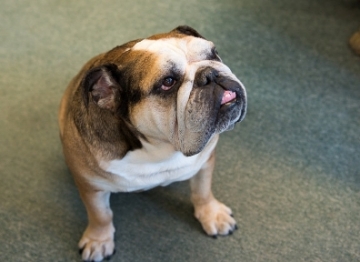 Мязові судоми у собак дрібних і великих порід: причини і лікування
