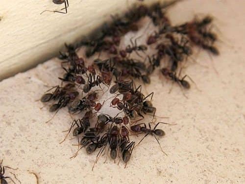 Борна кислота від мурах у квартирі: рецепти приманок