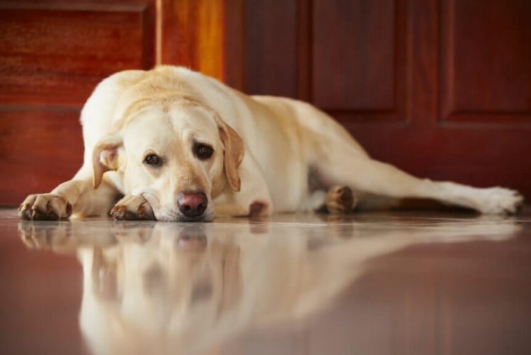 Лікування мікоплазмозу у собак