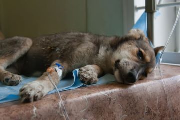 Лікування ентериту собак і небезпека хвороби