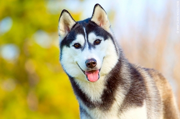 Які стандарти та характеристики у собак породи хаскі