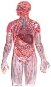 Внутрішній псоріаз – вплив захворювання на внутрішні органи