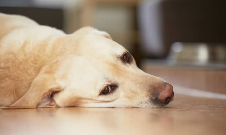 Ознаки і лікування піроплазмозу собак