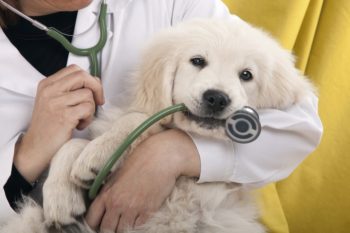Захворювання вух у собак: симптоми і як лікувати