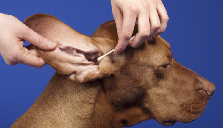 Як правильно чистити вуха собаці