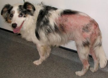 Шкірні дерматиту у собак: симптоми і способи лікування