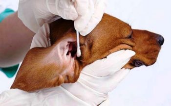 Як правильно чистити вуха собаці