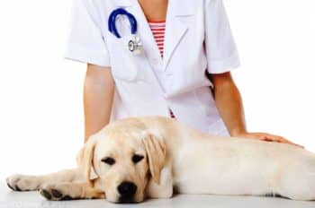 Ознаки і лікування піроплазмозу собак