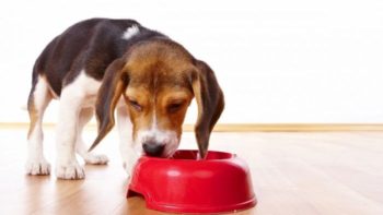 Як годувати бігля цуценя і дорослу собаку