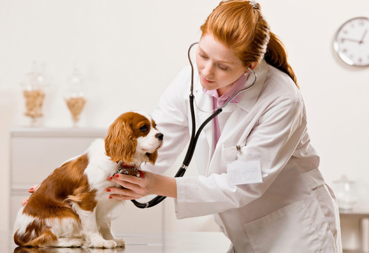 Симптоми і лікування екземи у собак