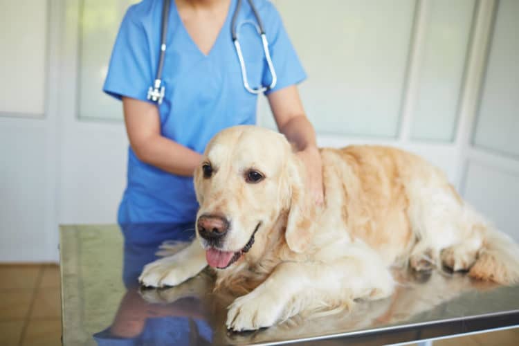 Лікування стригучого позбавляючи у собак