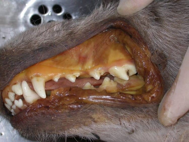 Наскільки небезпечний вірусний гепатит для собак
