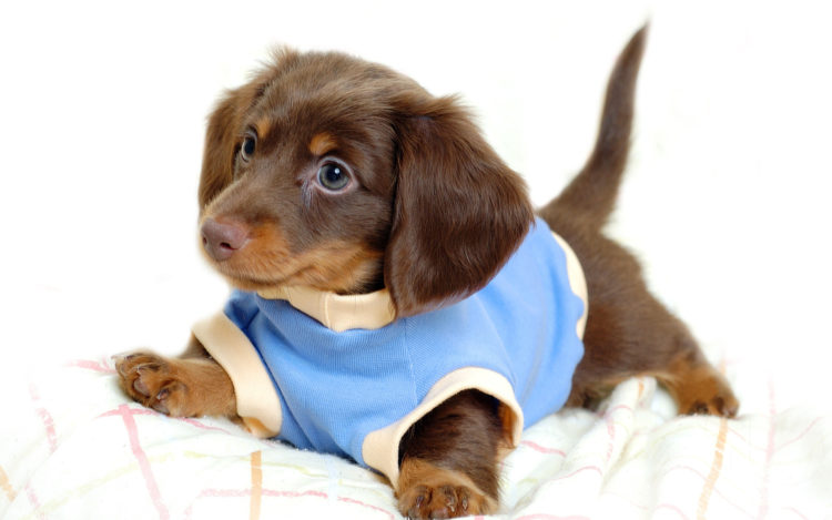 Симптоми і лікування герпесвируса у собак
