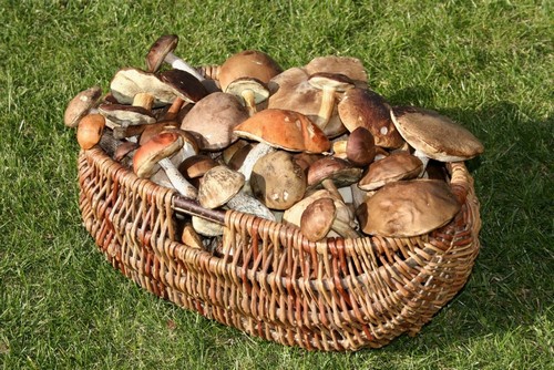 Скільки зберігаються гриби: мариновані, сушені, заморожені, солоні, варені, свіжі