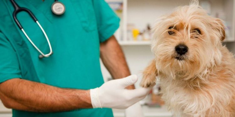 Лікування мікоплазмозу у собак