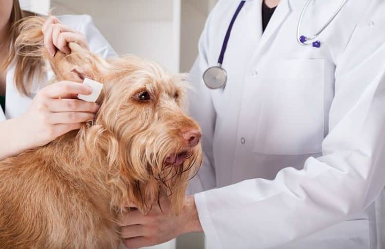 Захворювання вух у собак: симптоми і як лікувати