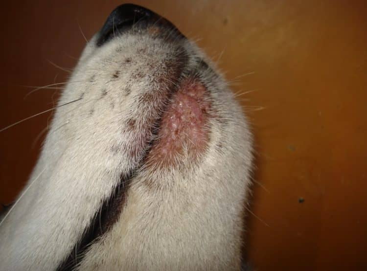 Симптоми і лікування герпесвируса у собак