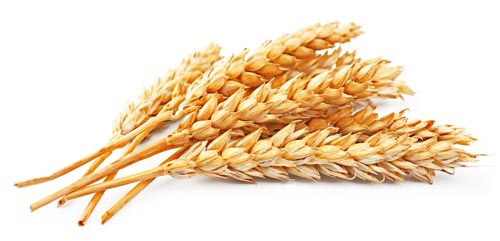 Горілка з пшениці в домашніх умовах: рецепт, відео