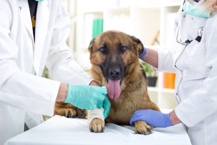 Симптоми і лікування чумки собак