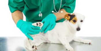 Лікування стригучого позбавляючи у собак