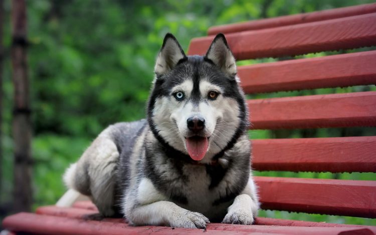 Які стандарти та характеристики у собак породи хаскі
