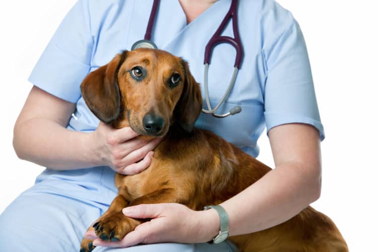 Симптоми і лікування екземи у собак