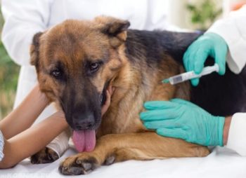 Симптоми і лікування чумки собак