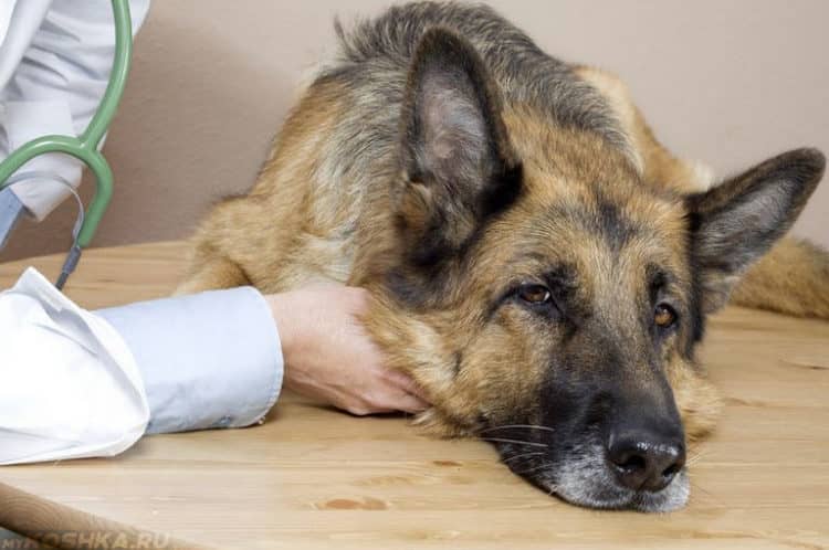 Лікування ентериту собак і небезпека хвороби
