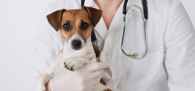 Хвороби і травми кігтів у собак
