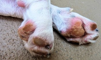 Захворювання шкіри у собак: опис і лікування