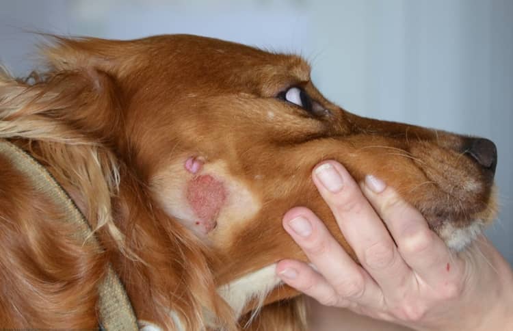 Захворювання шкіри у собак: опис і лікування