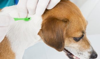 Профілактика і лікування енцефаліту у собак