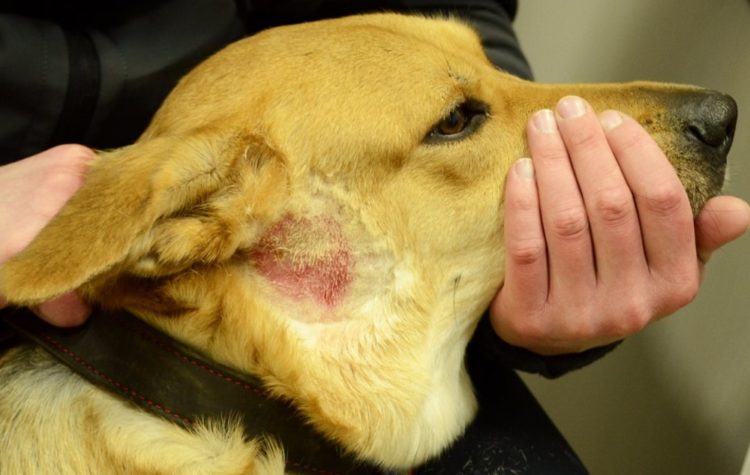 Шкірні дерматиту у собак: симптоми і способи лікування