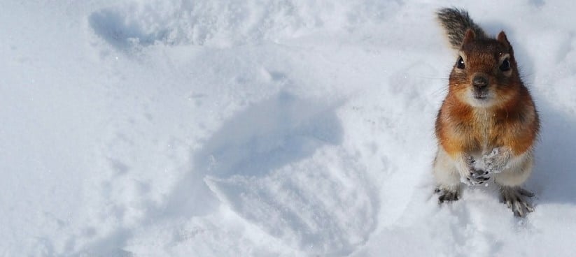 Як виглядають сліди білки на снігу: фото