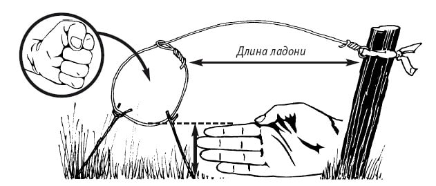 Як зробити пастку для фазана своїми руками: відео