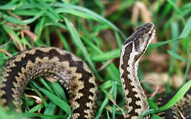 Перша допомога при укусі отруйної змії: як уникнути смерті?