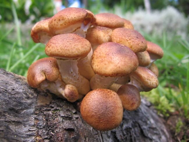 Як відрізнити їстівні гриби: фото, описи і назви