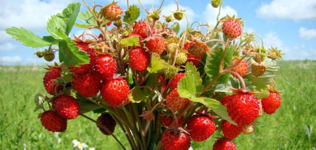 Їстівні ягоди в лісі: фото та список
