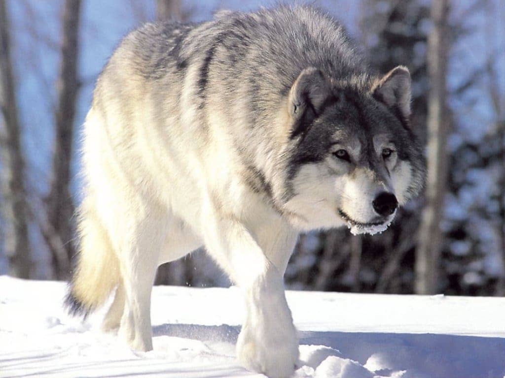 Сліди вовка на снігу   фото слідів вовка і як їх читати
