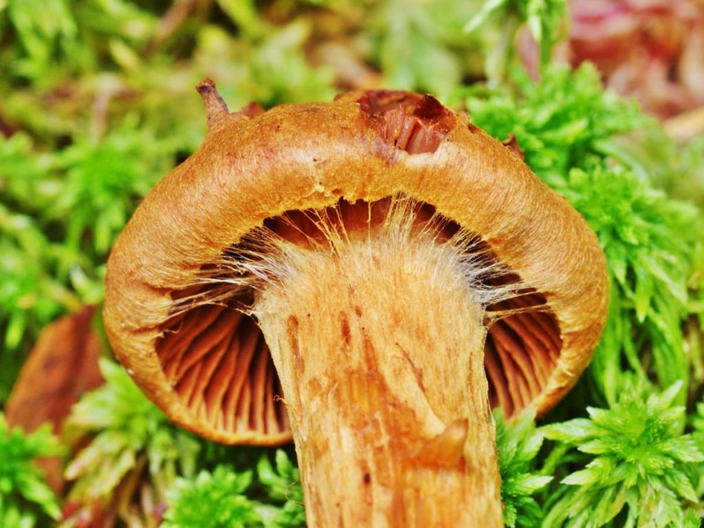 Отруйні гриби: класифікація, фото та назви