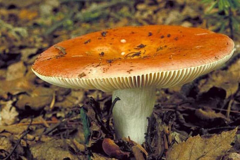 Як відрізнити їстівні гриби: фото, описи і назви