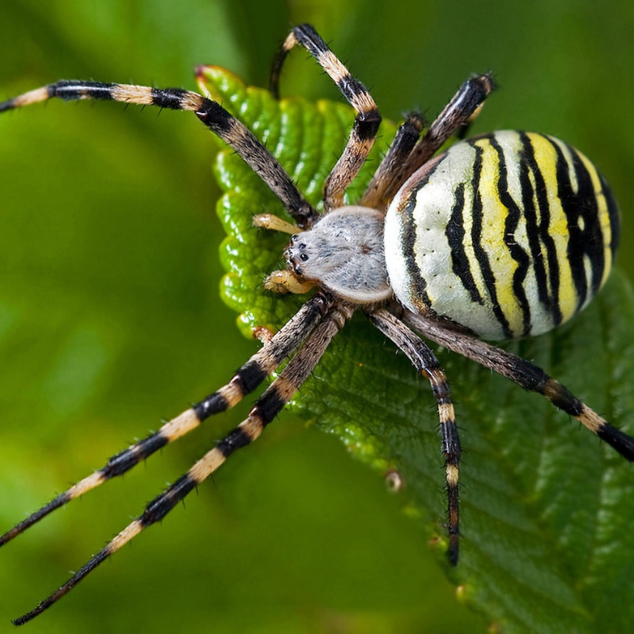 10 найбільш отруйних павуків Росії   каракурт та інші небезпечні види