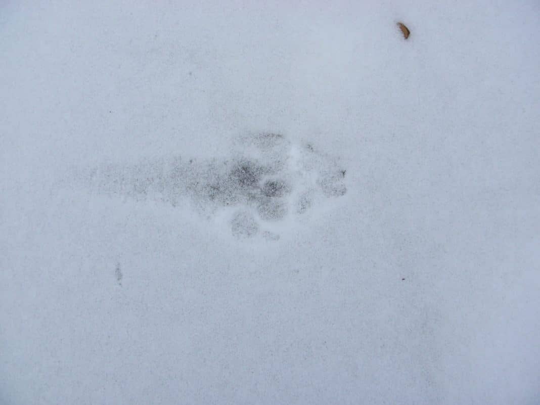 Сліди вовка на снігу   фото слідів вовка і як їх читати