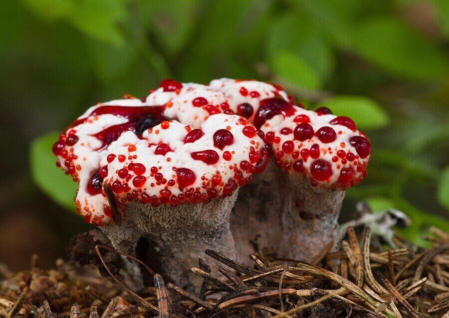 Отруйні гриби: класифікація, фото та назви