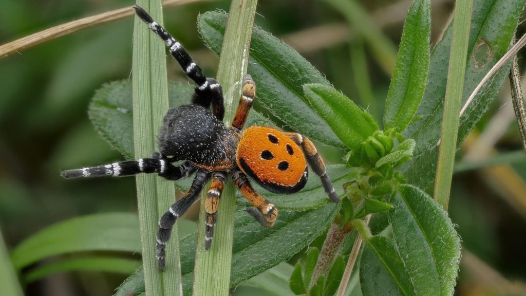 10 найбільш отруйних павуків Росії   каракурт та інші небезпечні види