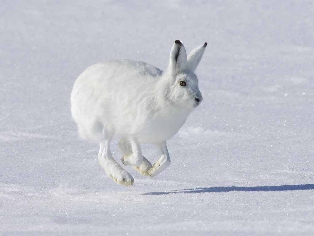 Сліди зайця на снігу   як виглядає малюнок сліду на снігу. Фото і опис