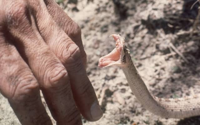 Перша допомога при укусі отруйної змії: як уникнути смерті?