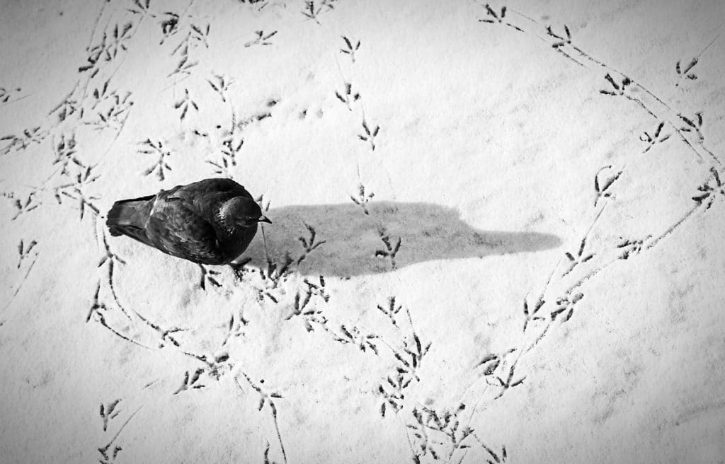 Сліди птахів на снігу: як виглядають і про що можуть розповісти?
